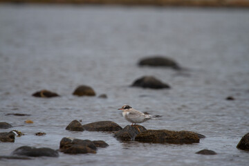 Juvenile arctic tern, Sterna paradisaea, sitting on a rock surrounded by water on an overcast day in Arviat, Nunavut, Canada