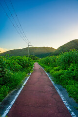 新緑とサイクリングロード