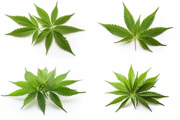 Fototapeta na wymiar marijuana set isolated on white background.