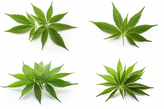 marijuana set isolated on white background.