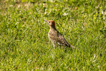 Northern Flicker in the grass eating ants