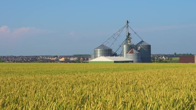 Ripen yellow wheat field and mill plant during summer in the Canadian countryside. View of agriculture wheat field with milling factory nearby. Wheat farm and crops moving from wind. Food concept.