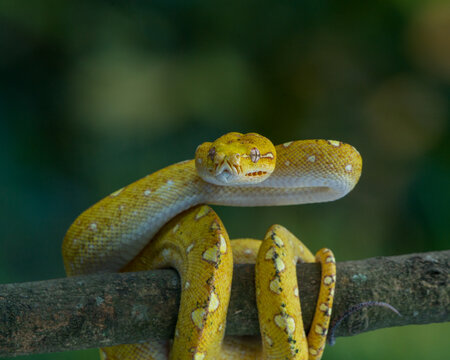 snake in the tree