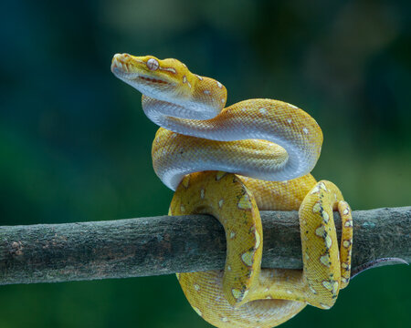 snake on a branch