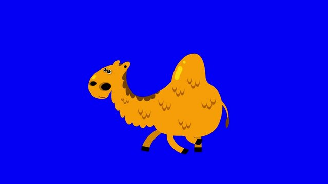 Cartoon dromedary camel flat design children animation walking bluebox. Cute 2d hand made African yellow brown animal character animation good for any use. 
