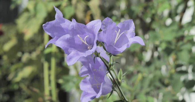 Purlpe flower blowing in the wind