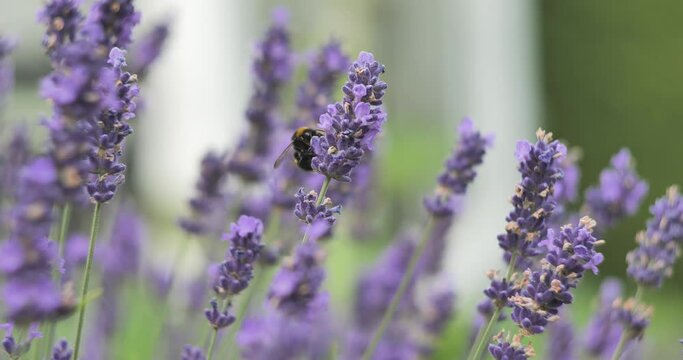 Bumblebee looking for nectar on purple flower, close up macro