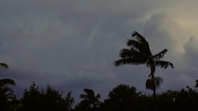 Impressive lightning display in storm clouds behind a tropical garden scene at dusk.