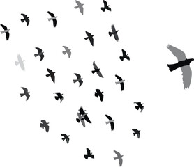 Obraz na płótnie Canvas flock of birds in the open sky.Its like a grop of birds.beautiful animals grop.