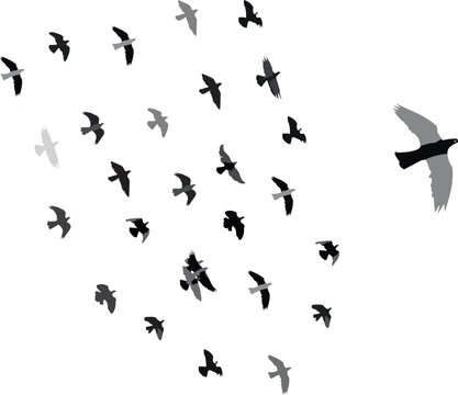 flock of birds in the open sky.Its like a grop of birds.beautiful animals grop.