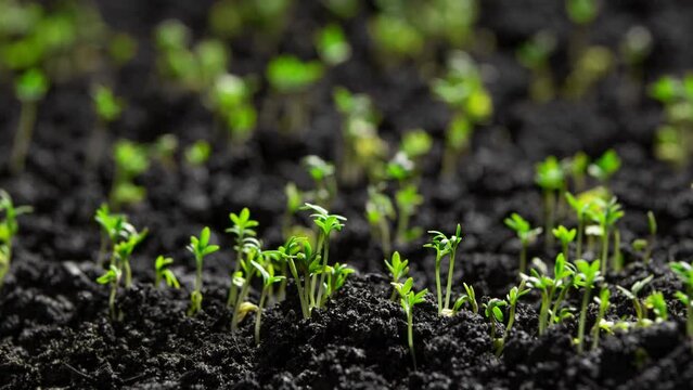 Plants growing in time lapse, Sprouts germination from seeds in wet ground, Farming and gardening at spring, Business agriculture harvesting food production concept.