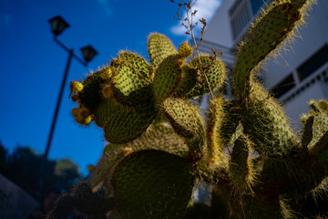 cactus en la ciudad