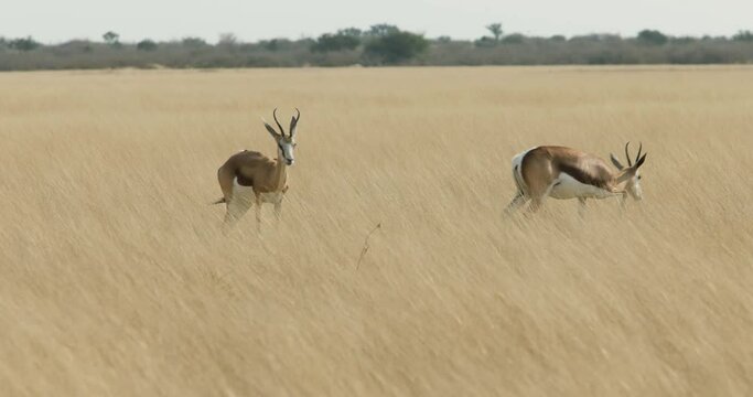 herd of springbok antelopes in Khutse Game Reserve, Botswana, bush in the dry season