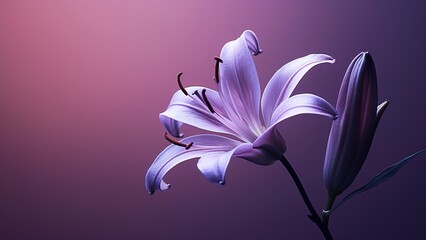 Top view and close-up image of beautiful blooming purple flowers in corner on black background with...