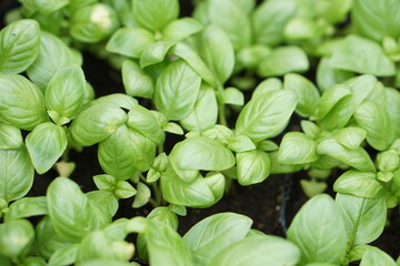 Plantas de albahaca en la huerta organica