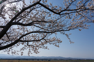 加賀地方の花見の名所・川北町の桜づつみ