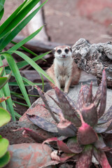 Meerkat staring at camera, on rocks with leaves and plants around.