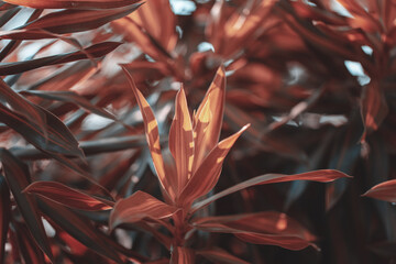 Dracaena Background, Abstract leaves are beautiful detail.