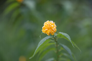 Kerria japonica with yellow petals found in a park. Pleniflora Witte, pleniflora Rehder