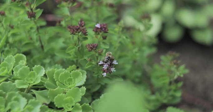 Macro, bee on brown flower, close up