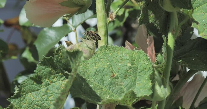 Bee close up, in the middle of a flower plant