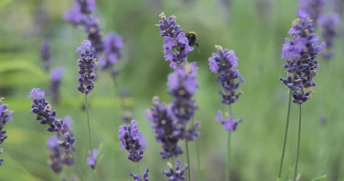 Bublebee flying from one purple flower to another, close up