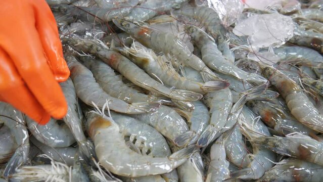 collecting sorting fresh dead shrimp on ice