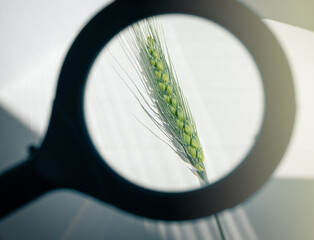 Rye ear through the lens of magnifying glass. Concept of grain crop selection, disease research, genetic modification and plant growth control. Selective focus.