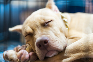 Pitbull terrier puppies sleeping inside a cage in a shelter. Dog. Pet. Animals.
