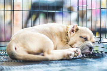 Pitbull terrier puppies sleeping inside a cage in a shelter. Dog. Pet. Animals.