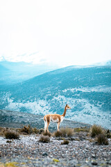 Vicu&ntilde;a en el volc&aacute;n Chimborazo. Chimborazo - Ecuador