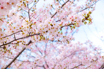 Japanese pink sakuraa blossom blooming flower on tree branch