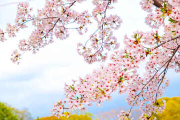 Obraz na płótnie Canvas Japanese pink sakuraa blossom blooming flower on tree branch