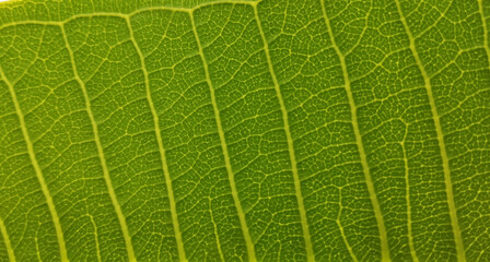 Leaf texture with leaf tissue shapes, details in green, like flowing water