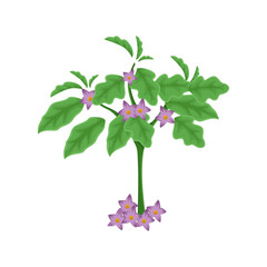 Fototapeta na wymiar Illustration of Eggplant