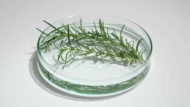 On a white background, fresh rosemary leaves are placed in a petri dish and in a circular motion. High quality footage for advertising, natural ingredients to produce organic cosmetic products