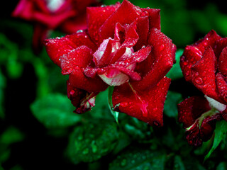 bright delicate red rose with dew drops in the morning after a night rain