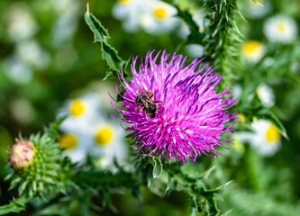 Beautiful wild flower winged bee on background foliage meadow