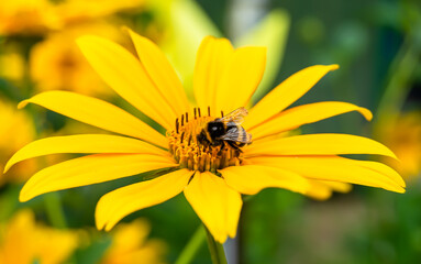 Beautiful wild flower winged bee on background foliage meadow