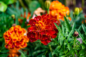 Fine wild growing flower marigold calendula on background meadow