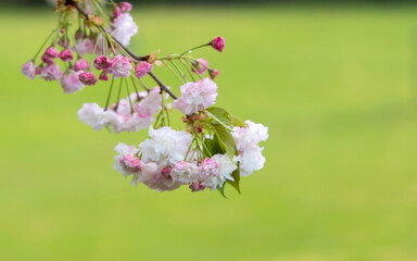 Obraz premium Beautiful of bouquet cherry tree blossom flowers blooming in spring or Sakura flower in the nature garden