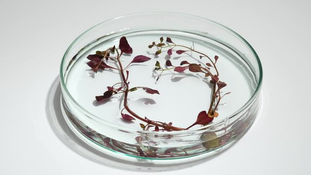 Aquatic plant footage - red seaweed on petri dish slow motion and isolated on white background. Seaweed contains many ingredients that have the effect of beautifying the skin, reducing skin aging