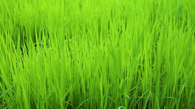 Close up of green rice field view with the wind blowing, Growing of green paddy farm