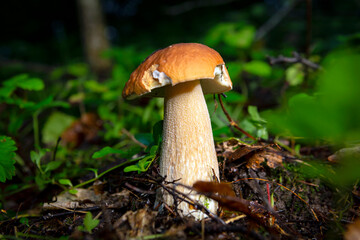 Big white mushroom in summer forest. 
Porcini mushroom in  forest.