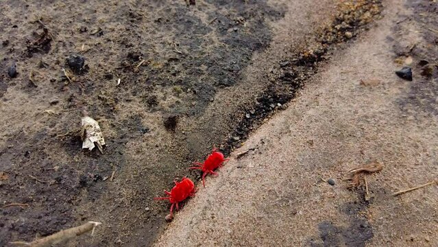 Trombidiidae pair, known as red velvet mites, true velvet mites, or rain bugs, arachnids found in soil tracking shot