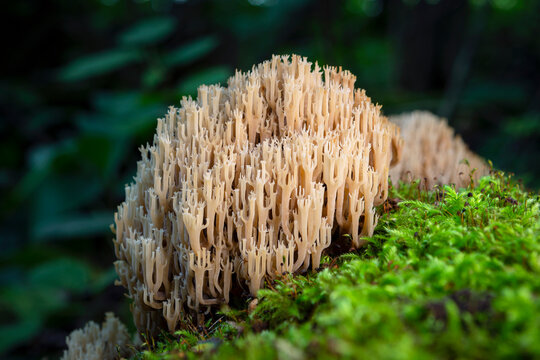 White Coral Fungus - Clavulina cristata sometimes called crested coral fungus