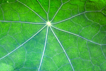 Texture of green nasturtium leaf. Natural background. macro photography...
