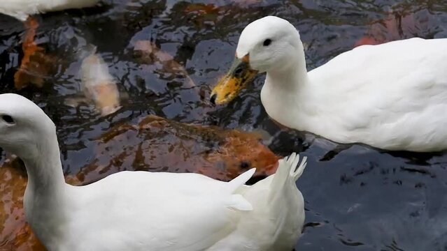 Ducks and Koi Fish Swimming in the pond