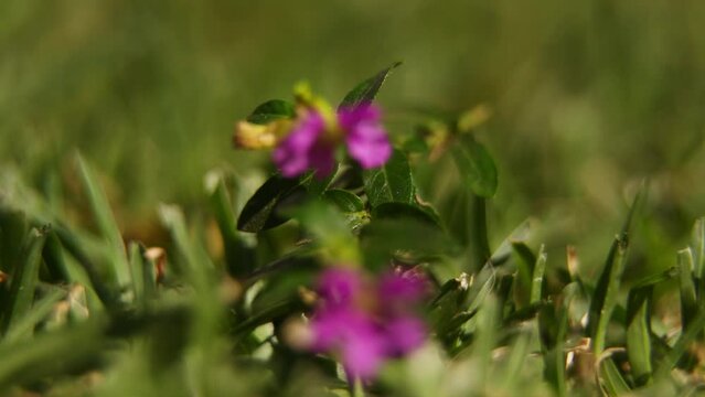 Focus pull from grass to a plink flower. Filmed with a Blackmagic Pocket Cinema 6K Pro and Canon 24-70mm F2.8 with a close-up kit