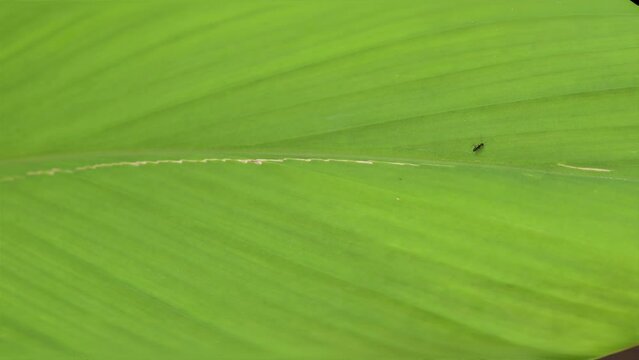 one running ant on top of the green leaf